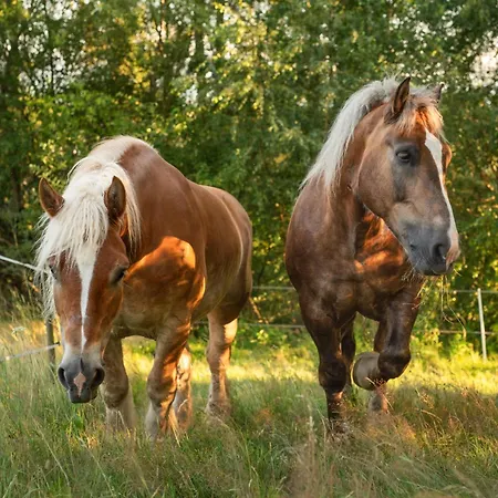 فيلة U Przewodnika *