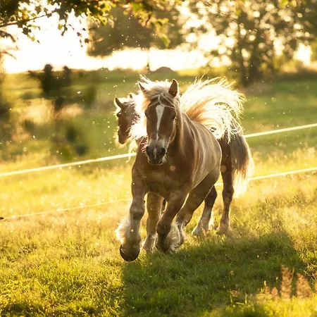 U Przewodnika * Ostrowsko