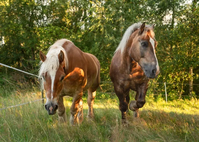 فيلة U Przewodnika *